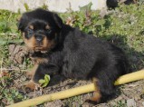 Ротвейлер / Челябинск